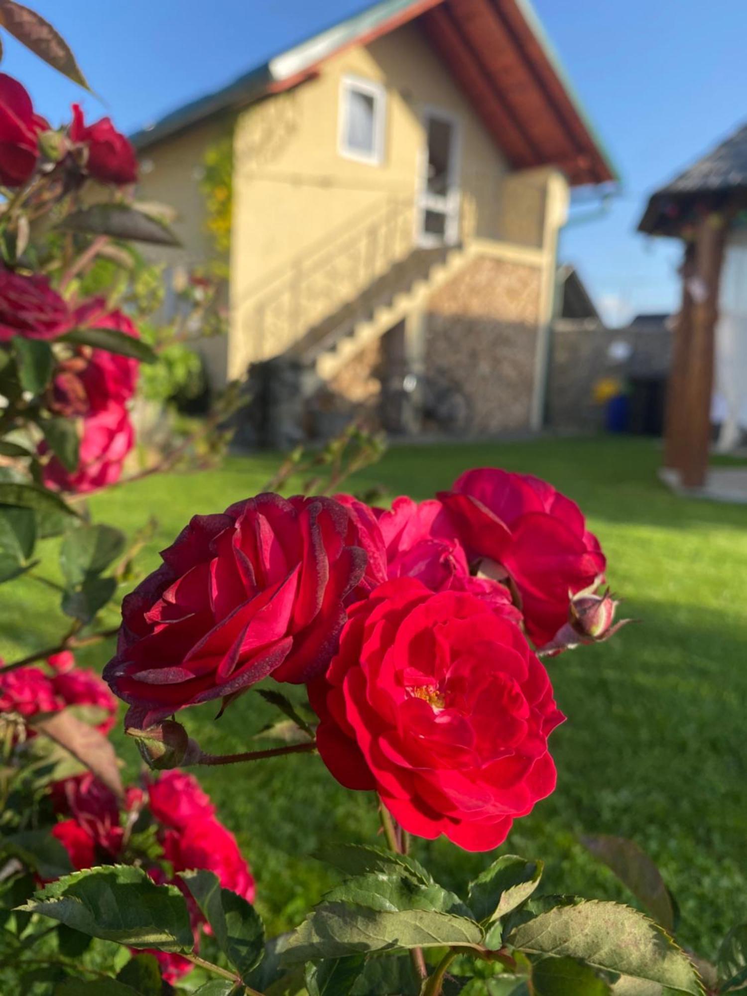 Casa Moldovan Ocna Şugatag Exterior foto